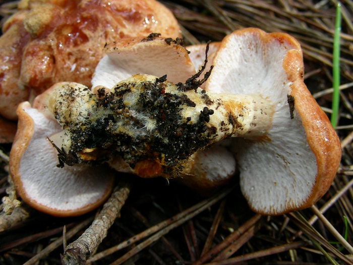 584 Febbraio vecchio ritrovamento